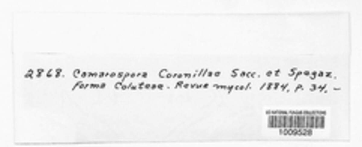 Camarosporium coronillae image